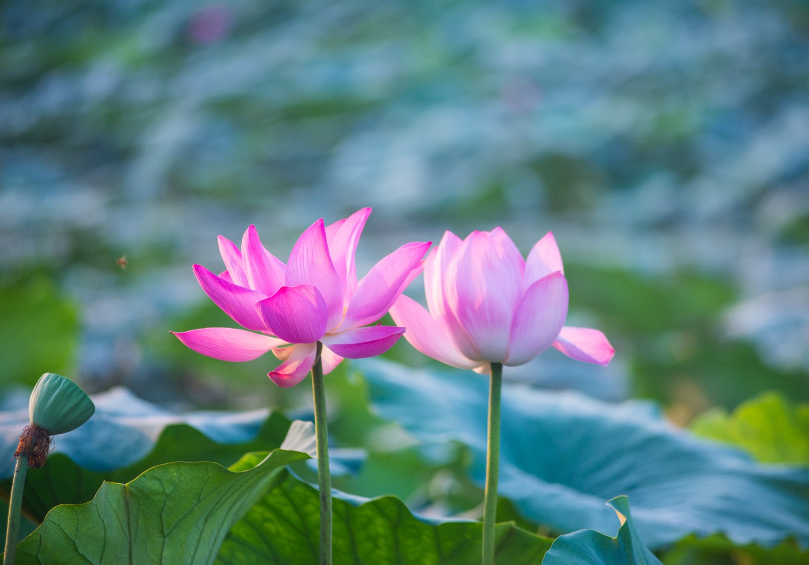 Curso e Iniciação de Reiki - I Grau